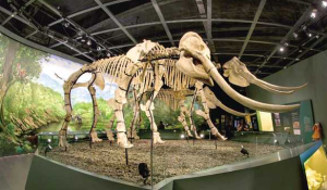 东方剑齿象一家三口，为何命丧同一地方？