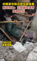村民老屋拆迁意外发现，近40斤重娃娃鱼重现世间