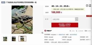 2500斤鳄鱼被拍卖！需“上门自提”、自行抓捕