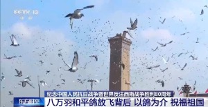 8万羽和平鸽在天安门放飞 背后藏着这些真挚祝福