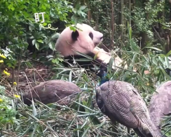 花花干飯被4只孔雀圍觀 內(nèi)心：只要不吃我的筍筍，什么都好說