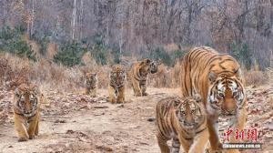 我国首次记录野生东北虎“六虎同框” 罕见一胎五崽
