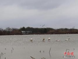 西伯利亚“远客”鄱阳湖畔“跨年” 白鹤优雅迎新