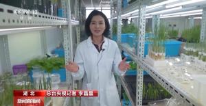 基因攻坚守护我们的“米饭自由” 破解水稻耐热基因密码