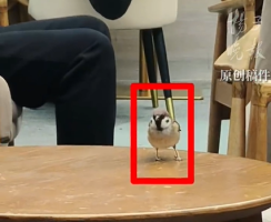 小鸟误入游泳馆定居一年变圆滚滚 乖萌让座成网红