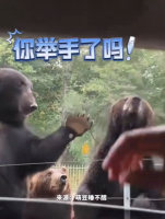 熊“恼羞成怒”：举手了吗你就吃！