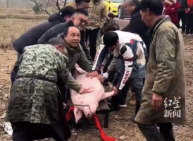 女生一句杀年猪文旅局都坐不住了！ 求助杀猪村民连杀五头猪招待网友
