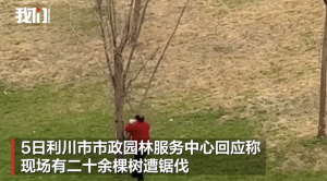 行道树被市民锯断搬走 街道办报警！