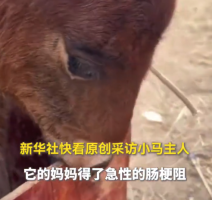 小马闻到去世母马的尾毛默默流泪 主人回应
