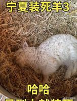有人出价13万求购会装死的小羊 演技保命成网红