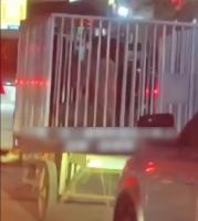 柬埔寨狗笼运活人疯传 真相揭秘