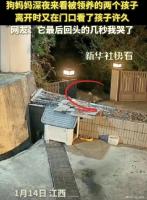 狗妈妈半夜来看被领养的两只小狗 母爱如水感动人心