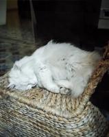 网红装死小羊为什么会装死 强直静止的奥秘