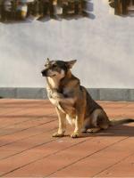 昆雷、爱虎、星星、欢欢在线寻新家 退役军犬待领养