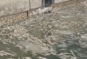 震撼！大连一港口几万斤鱼被冰封冻死