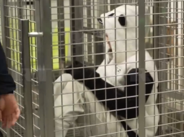 没有大熊猫怎么办？日本人在动物园扮演大熊猫吸引游客