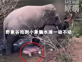 游客拍到野象谷疑似刚出生的小象 工作人员回应