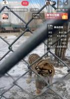 东北虎轻断食投喂狂欢让位科学保护 轮休养护机制启动