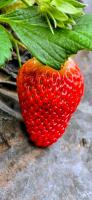 草莓价格跌至1元一斤 果农困境引关注