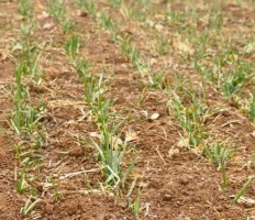 北京40多万亩小麦陆续进入返青期 农业专家为麦苗“把脉开方”