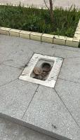 男子导航找厕所找到露天蹲坑 尴尬遭遇引关注