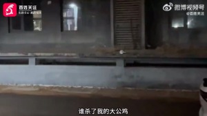 “爱鸡”被害，北京小区业主连日喇叭公放找杀鸡凶手