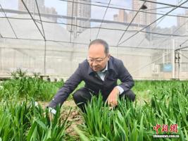 全国人大代表：发动智慧农业新引擎 人工智能赋能种业创新