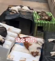 小区10余只流浪猫疑被毒杀 警方介入 现场惨不忍睹