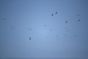 超罕见！51只东方白鹳亮相北京 数量创纪录