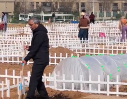 济南共享菜园走红：出租率超90% 体验田园生活