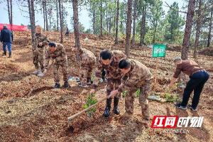 春风吹新绿植树正当时 油麻镇添绿忙