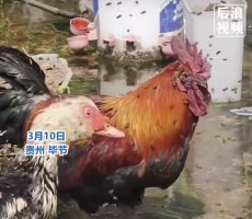 公鸡被上万只蜜蜂叮得满脸毒刺 主人用阿莫西林救治