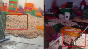 媒体：对双氧水泡鸡爪必须连根铲除 食品安全不容忽视