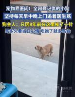 全网最记仇的小狗 八年“维权”不停歇