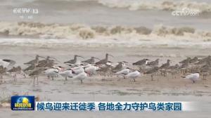 候鸟迎来迁徙季 各地全力守护鸟类家园