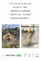 悬赏1万找卡皮巴拉 萌萌出逃全城搜寻