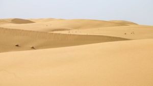 十万头猪拱进沙漠治沙真成了 创新模式显成效