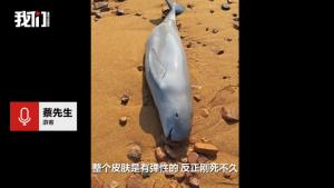 浙江海滩发现一具江豚尸体 警方回应 推测搁浅死亡