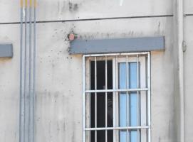 天花板里惊现巨型蜜蜂“王国” 蜂巢规模惊人