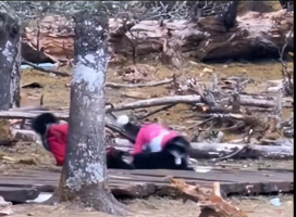 玉龙雪山景区回应两只宠物狗撕咬羊羔 已报警处理