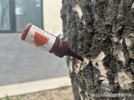遏制漫天飞絮 杨树打上“绝育针” 抑制花芽分化