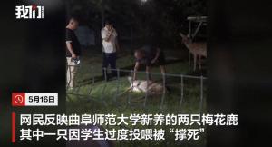 一高校梅花鹿因过度投喂被撑死？校方回应