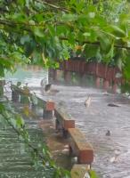 长沙大雨后大鱼跳上公园栈道 湖水漫过引发捡鱼热潮