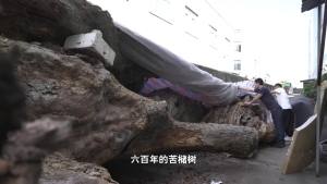 600年古樹為重點(diǎn)工程讓路后死亡 遷移過(guò)程疑云重重