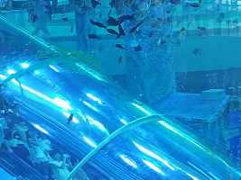 浙江一高速服务区大鱼缸惊现活鲨鱼 海底奇观引人驻足