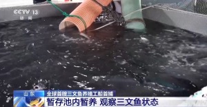 全球首艘三文鱼养殖工船“苏海1号”完成首捕
