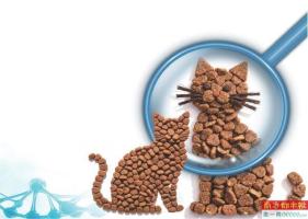 大批猫咪瘫痪疑猫粮所致 涉事方回应 使用猫粮品牌高度集中