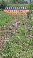 平度西瓜滞销济南市民出手 爱心助农解困