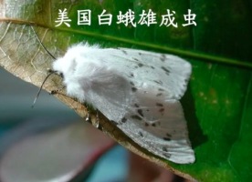 内蒙古锡盟发现有毒外来入侵物种