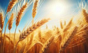 乌克兰农产品出口受阻影响有多大 全球粮食供应缺口扩大